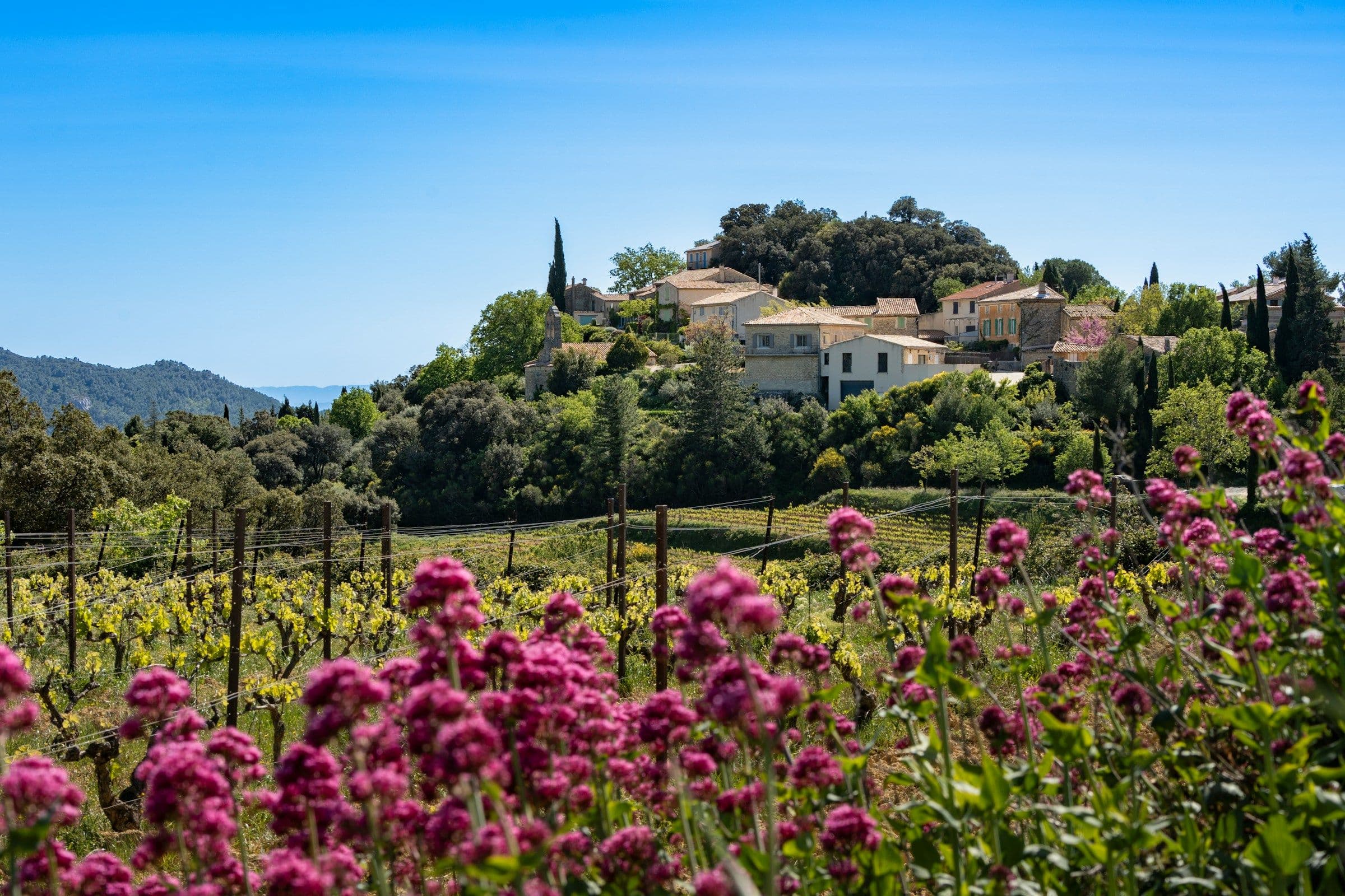 Village perché de la Drôme provençale entouré de vignes et de collines, sous la lumière du matin