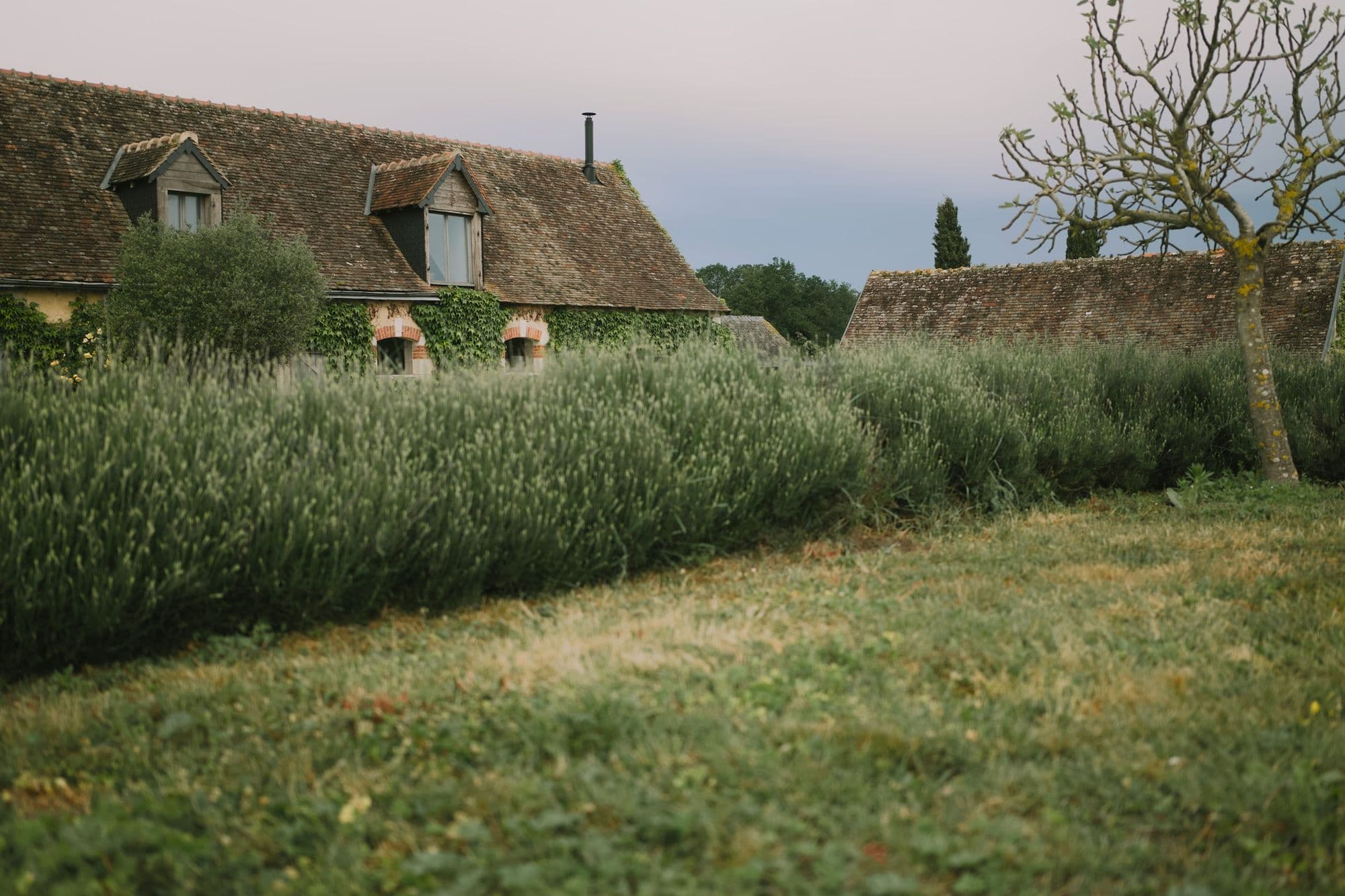 Bâtisse en pierre à la toiture de tuiles, derrière des touffes de lavande